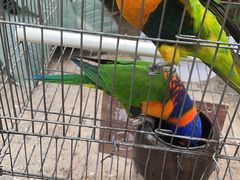 -南宫五洲植物乐园