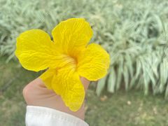 -洲头咀公园