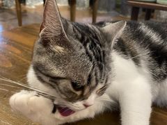 -猫猫幼稚园·撸猫·桌游·电玩