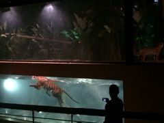 iphone_upload_pic-清迈夜间动物园