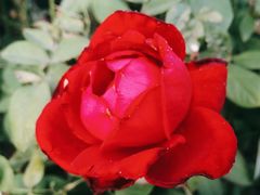 -亚龙湾国际玫瑰谷