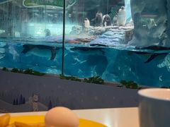 -帝企鹅自助餐厅•儿童岛•真企鹅(长隆企鹅酒店)