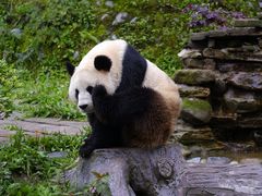 -中国大熊猫保护研究中心雅安碧峰峡基地