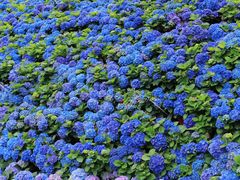 -苏州上方山国家森林公园