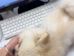 -瑞派康怡24h宠物医院·犬猫医疗中心·微创绝育(瑞景分院)