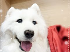 -美联众合爱康动物医院•复杂内科•肿瘤科•牙科•腔镜诊疗中心