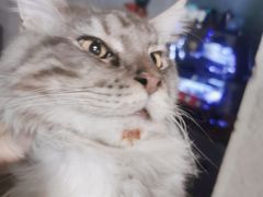 -十年猫舍·猫咪专门店(普陀店)