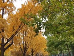 -三里屯东五街银杏大道