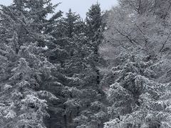 -芦芽山旅游度假区