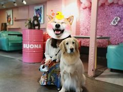 -百好乐宠物友好餐厅(朝外大街店)