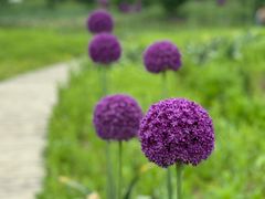 -花开海上生态园