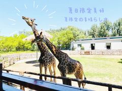 -北京野生动物园