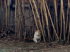 -黄桷坪涂鸦艺术街