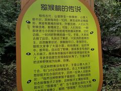 -大岭沟猕猴桃谷风景区