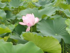 -嘉北郊野公园