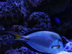 -暹罗海洋世界