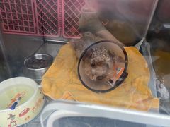 -爱侣宠医·鹦鹉专科·小型哺乳类·异宠专科(灵石路店)