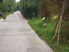-北京麋鹿生态实验中心