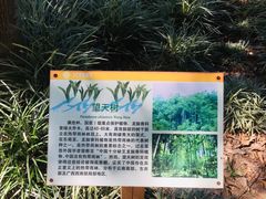 -西双版纳原始森林公园