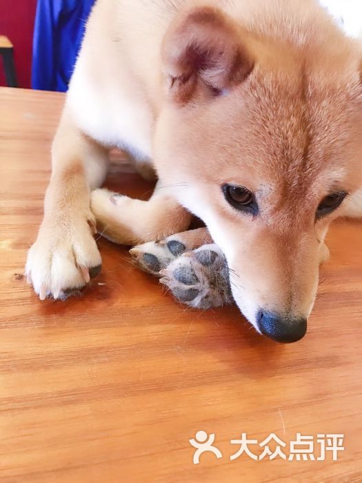 空鱼空宠物咖啡狗狗主题咖啡厅图片 - 第1张