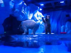 -上海海昌海洋公园-冰山北极馆