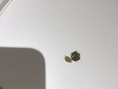 -小杨生煎(龙之梦购物中心店)