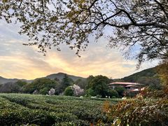 -野蔓果·山野菜(西湖景区·龙井茶田店)