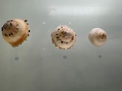 -青岛贝壳博物馆