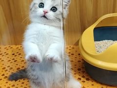 -欣宠猫屋·矮脚拿破仑·蓝金金渐层