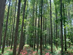 -黄海国家森林公园