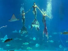 -烟台海昌鲸鲨海洋公园