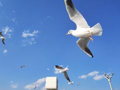 -海埂大坝