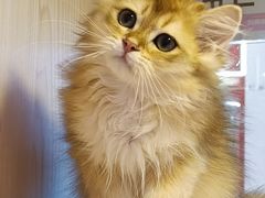 -爪爪喵星球·猫舍(前海卓越店)