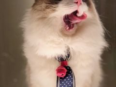 -猫大福·Fortune Cat猫舍(百子湾店)