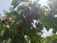 樱桃采摘-精灵农庄