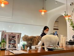 -有猫主题·治愈系猫咖(曾厝垵店)
