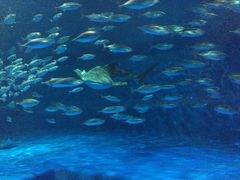 -鹿儿岛水族馆