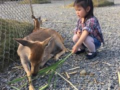 -鹿境梅花鹿生态园区