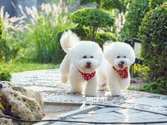 -超宠爱宠物摄影-Super pet