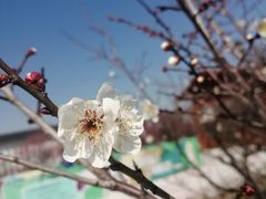 -顾村公园