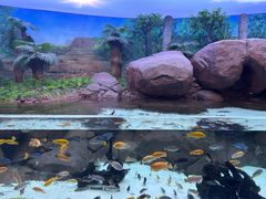 -上海海洋水族馆