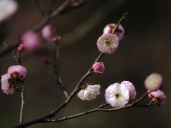 -新虹桥中心花园