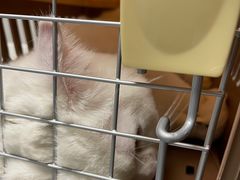 -伟伟宠物医院·CT影像中心·瑞派犬猫综合性门诊(汉口总院)