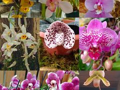 -国家植物园南园