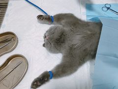 -灵美宠物诊所
