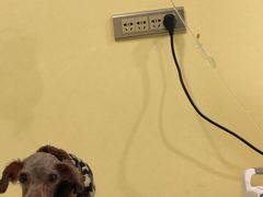 -瑞鹏宠物医院·爱宠堂·骨外专科(西荷分院)