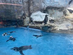 -帝企鹅自助餐厅•儿童岛•真企鹅(长隆企鹅酒店)