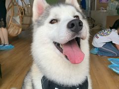 -Husky Go! 哈士奇体验馆·宠物咖啡厅狗咖