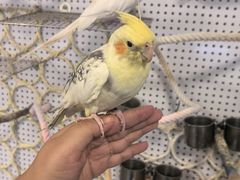 -吉丁鸟咖·异宠·寄养