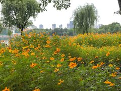 -黄兴公园